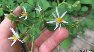 3149_EURYMAC_8011 thumbnail