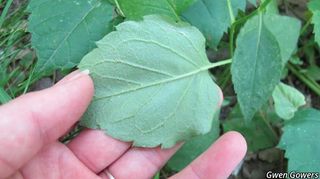 3149_EURYMAC_8061 thumbnail