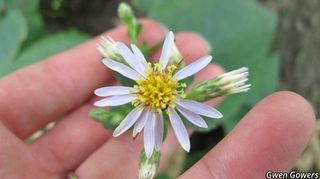 3149_EURYMAC_8101 thumbnail