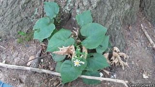 3149_EURYMAC_8121 thumbnail