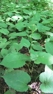 3149_EURYMAC_8181 thumbnail