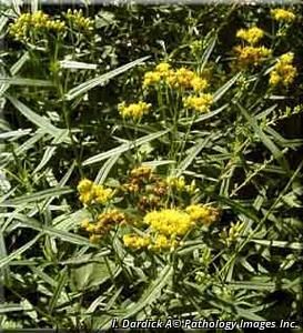 3157_EUTHGRA_16 thumbnail