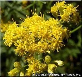 3157_EUTHGRA_17 thumbnail