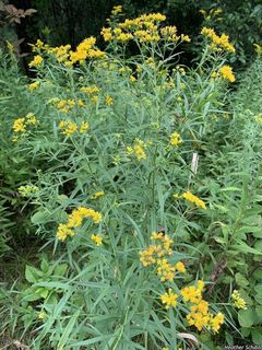 3157_EUTHGRA_500 thumbnail