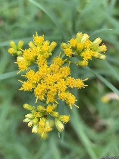 3157_EUTHGRA_501 thumbnail