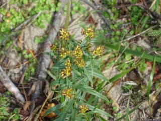 3157_EUTHGRA_507 thumbnail