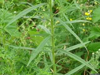 3157_EUTHGRA_518 thumbnail