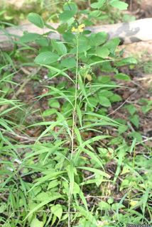 3157_EUTHGRA_8011 thumbnail