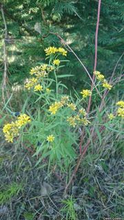 3157_EUTHGRA_8021 thumbnail