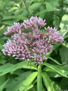 3163_EUTRMAC_500 thumbnail