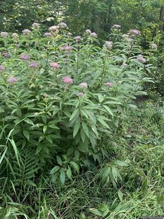 3163_EUTRMAC_501 thumbnail