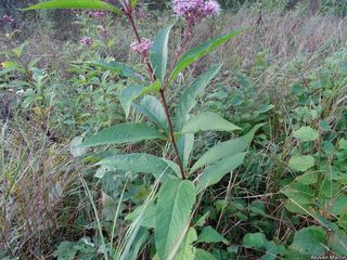 3163_EUTRMAC_511 thumbnail