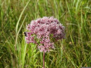 3163_EUTRMAC_514 thumbnail