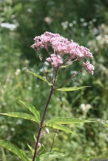 3163_EUTRMAC_8001 thumbnail