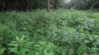 3163_EUTRMAC_8061 thumbnail