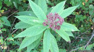 3163_EUTRMAC_8071 thumbnail