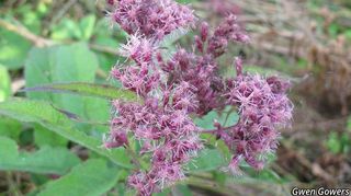 3163_EUTRMAC_8081 thumbnail