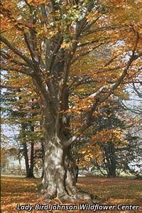 5957_FAGUGRA thumbnail