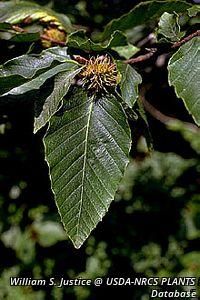 5957_FAGUGRA_16 thumbnail