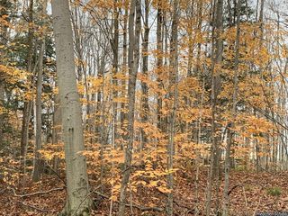 5957_FAGUGRA_500 thumbnail