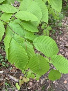 5957_FAGUGRA_512 thumbnail