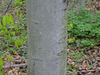 5957_FAGUGRA_534 thumbnail