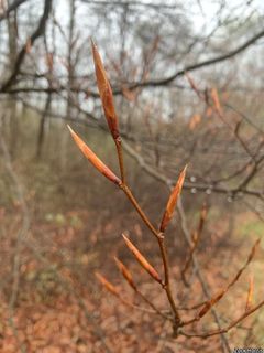 American Beech