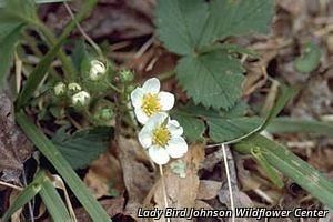 8758_FRAGVIR thumbnail