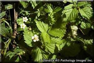 8758_FRAGVIR_16 thumbnail