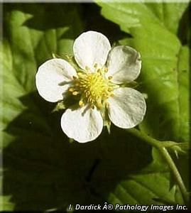 8758_FRAGVIR_2 thumbnail