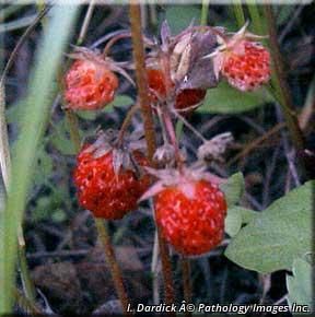 8758_FRAGVIR_3 thumbnail