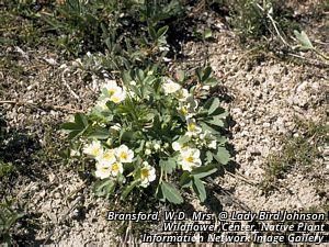 8758_FRAGVIR_4 thumbnail