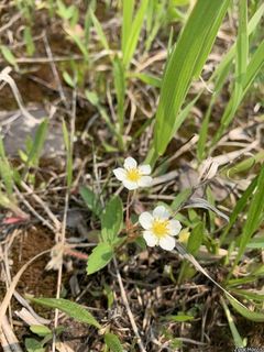 8758_FRAGVIR_501 thumbnail