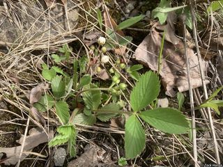 8758_FRAGVIR_502 thumbnail