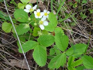 8758_FRAGVIR_509 thumbnail