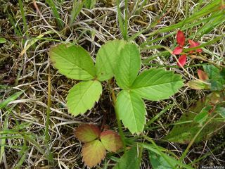 8758_FRAGVIR_513 thumbnail