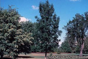 6729_FRAXNIG thumbnail