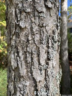 6729_FRAXNIG_501 thumbnail