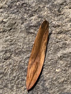 6729_FRAXNIG_503 thumbnail