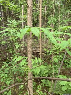 6729_FRAXNIG_507 thumbnail