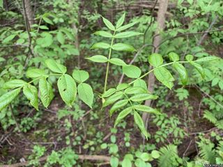 6729_FRAXNIG_508 thumbnail