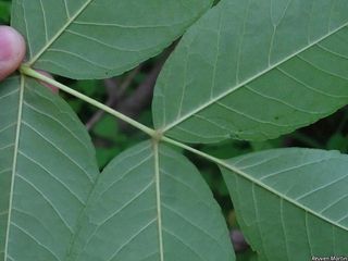 6729_FRAXNIG_520 thumbnail