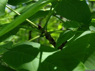 6729_FRAXNIG_527 thumbnail