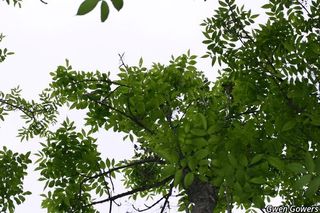 6729_FRAXNIG_8011 thumbnail