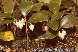 5520_GAULPRO thumbnail