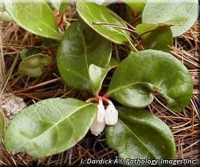 5520_GAULPRO_3 thumbnail