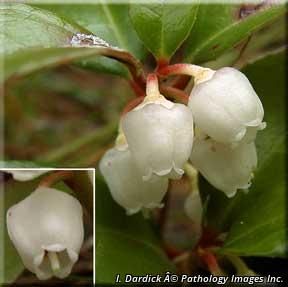 5520_GAULPRO_4 thumbnail