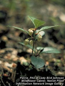 5520_GAULPRO_5 thumbnail