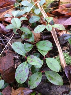 5520_GAULPRO_500 thumbnail