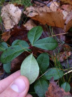 5520_GAULPRO_501 thumbnail